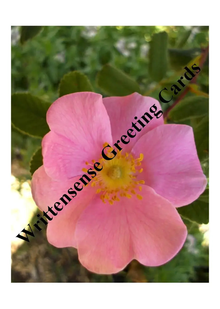 California (Wild) Rose Pregnancy Card (1 10 30 And 50 Pcs) (Copy) Paper Products