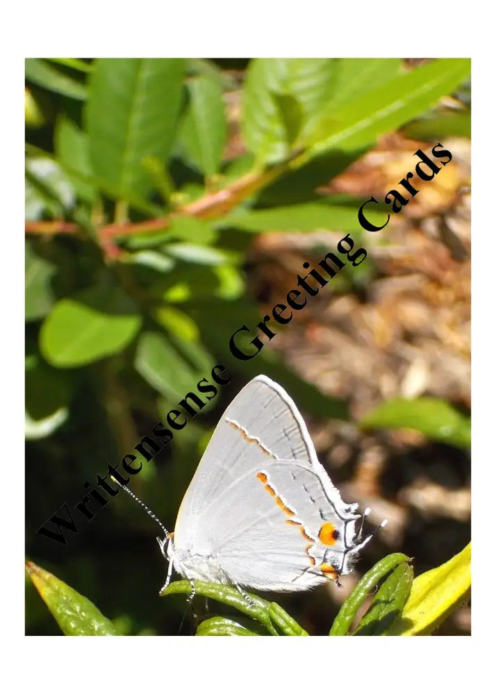 Copy Of Gray Hairstreak Butterfly Birthday Card (1 10 30 And 50 Pcs) Paper Products