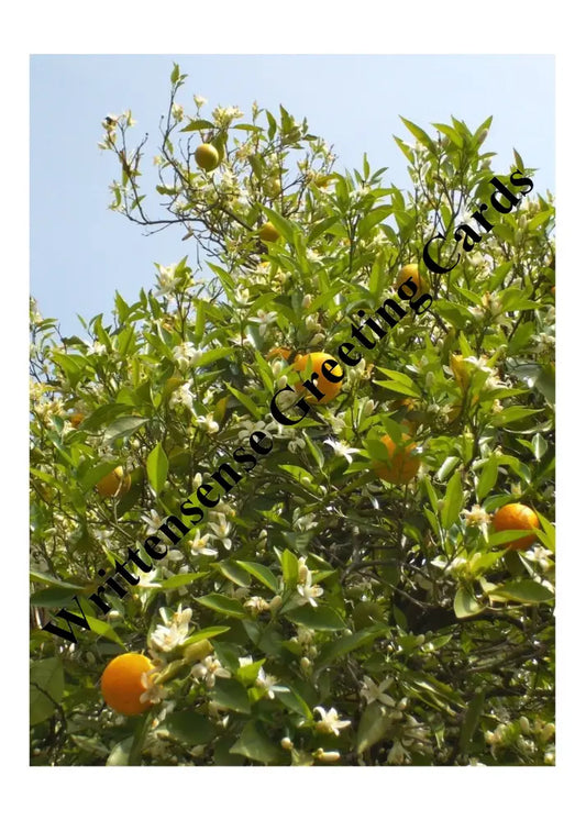 Lemon Treeget Well Card (1 10 30 And 50 Pcs) Paper Products