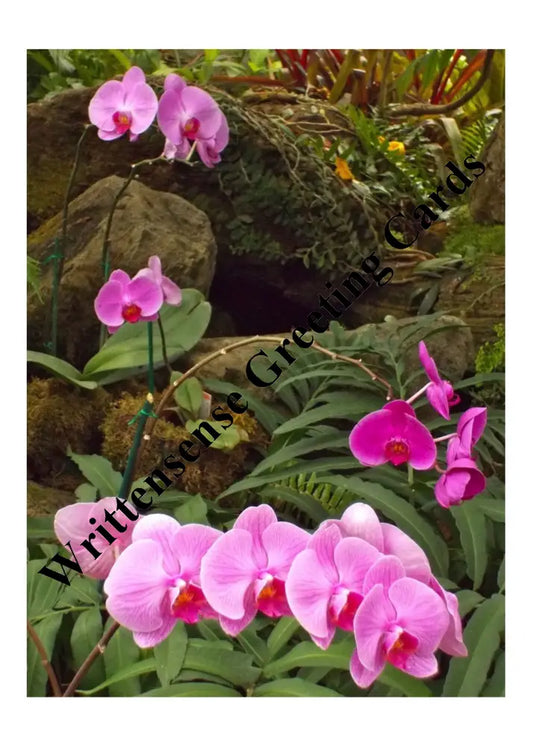 Magenta Pink And Yellow Orchids Birthday Card (1 10 30 50 Pcs) Paper Products