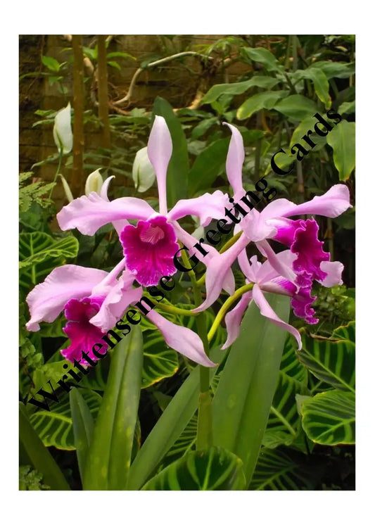 Orchids Valentines Day Card (1 10 30 And 50 Pcs) Paper Products