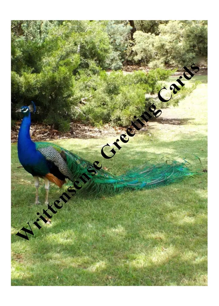 Peacock Fathers Day Card (1 10 30 And 50 Pcs) Paper Products