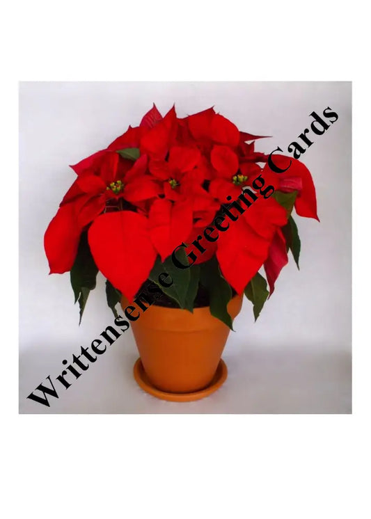 Poinsettia Plant Holiday Season Card (1 10 30 And 50 Pcs) Paper Products