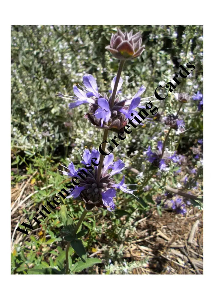 Copy Of Salvia Pozo Blue Sage Flower Cluster Easter Card (1 10 30 And 50 Pcs) Paper Products