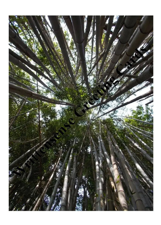 Tall Trees Dream Card (1 10 30 And 50 Pcs) Paper Products