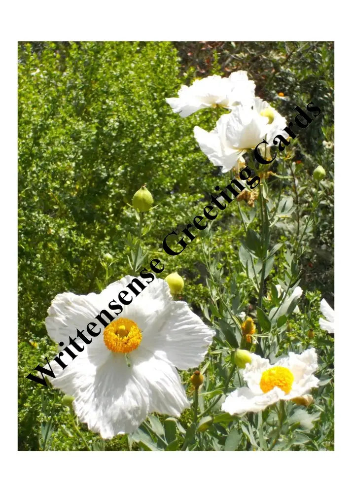 Tree Poppies Birthday Card (1 10 30 And 50 Pcs) Paper Products