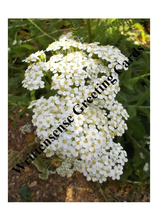 Western Yarrow Safe-Return Or Deployment Card (1 10 30 And 50 Pcs) Paper Products